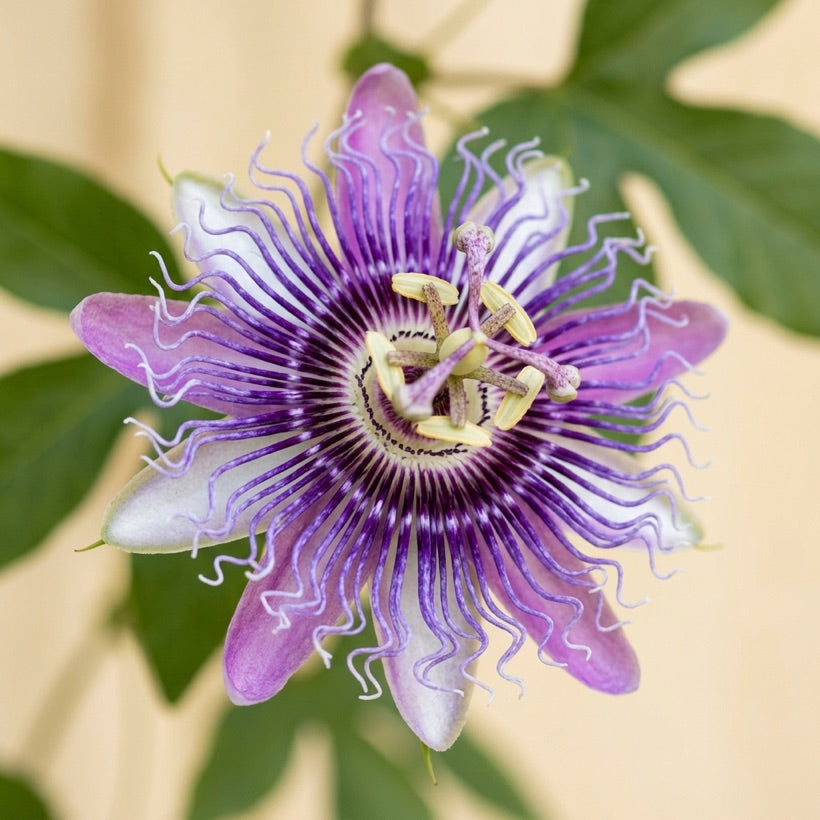 Passion flower