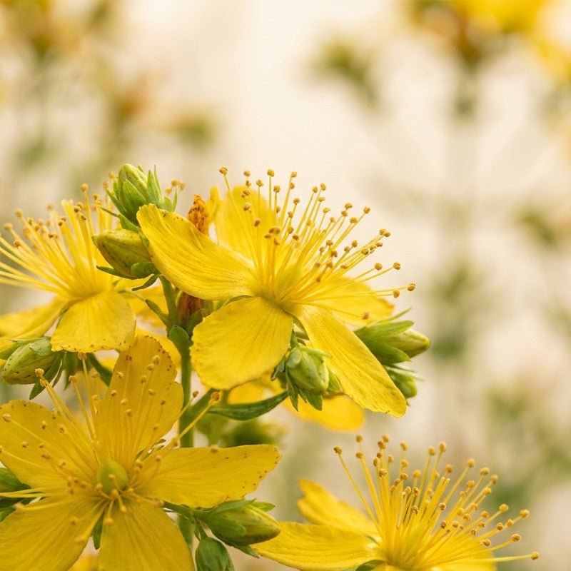 St. John's Wort flowers, macro